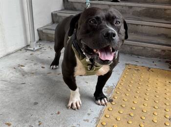 Rescue American Bulldog Dogs for Adoption in Doral, Florida - BLACKY | PetCurious