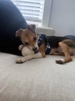 Petey IN FOSTER -  Terrier and Mixed Breed Dog for Adoption in New Orleans, Louisiana - Petey IN FOSTER | PetCurious