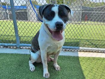 Rescue American Staffordshire Terrier and Mixed Breed Dogs for Adoption in Grand Prairie, Texas - HOSS | PetCurious
