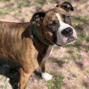 Boxer Dogs Available for Adoption in Fredericksburg, Virginia - 26-00485 CAESAR | PetCurious