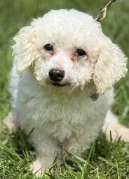 Mae -  Bichon Frise Dog for Adoption in Malvern, Pennsylvania - Mae | PetCurious