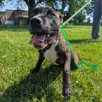 Darwin -  Pit Bull Terrier Dog for Adoption in Valparaiso, Indiana - Darwin | PetCurious