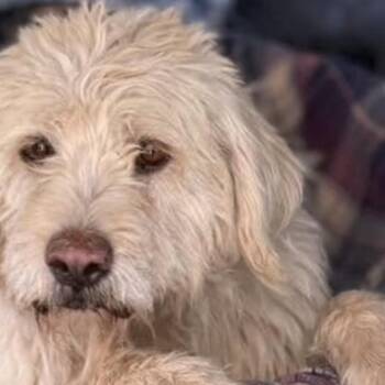 Wendy -  Goldendoodle Dog for Adoption in Larkfield-wikiup, California - Wendy | PetCurious