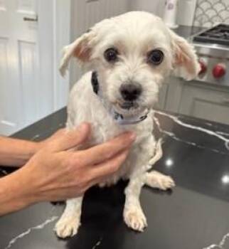 Rescue Maltese Dogs for Adoption in Closter, New Jersey - Puff | PetCurious