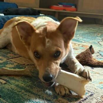 Chili -  Cattle Dog and Mixed Breed Dog for Adoption in Olathe, Kansas - Chili | PetCurious