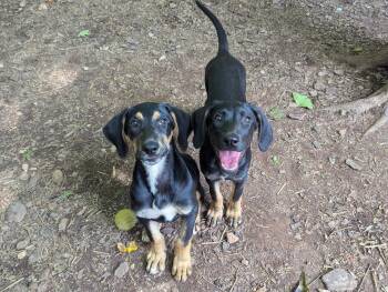 Sally -  Hound and Bloodhound Dog for Adoption in Mccormick, South Carolina - Sally | PetCurious