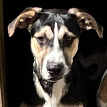 Bowser -  Mixed Breed Dog for Adoption in Magnolia, Texas - Bowser | PetCurious