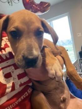 Hound Dogs Available for Adoption in Colorado Springs, Colorado - Regan | PetCurious