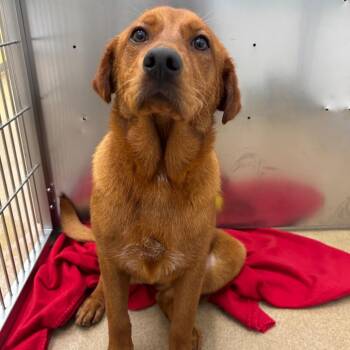 Labrador Retriever Dogs Available for Adoption - Brenda | PetCurious