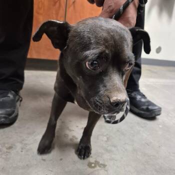 Chihuahua and Mixed Breed Dogs Available for Adoption in Yuma, Arizona - Corwin | PetCurious