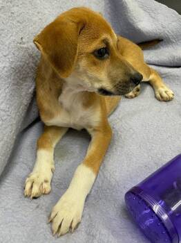 Rescue Hound and Shepherd Dogs for Adoption in Little Rock, Arkansas - Betty(Joi) | PetCurious