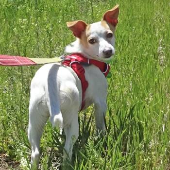 Mixed Breed Dogs Available for Adoption in Hailey, Idaho - Spot | PetCurious
