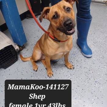 Shepherd Dogs Available for Adoption in New Tazewell, Tennessee - Mama Koo | PetCurious