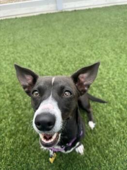 Rescue Chihuahua and Mixed Breed Dogs for Adoption in Fort Worth, Texas - Pippa | PetCurious