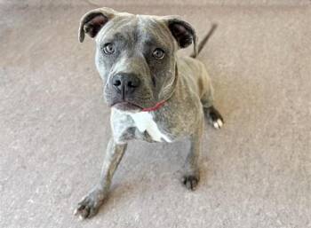 Terrier Dogs Available for Adoption - ROSALINDA | PetCurious