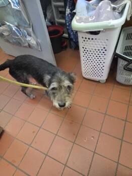 Wanda -  Terrier Dog for Adoption in Salisbury, Maryland - Wanda | PetCurious