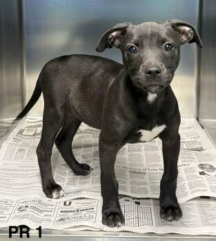 Pit Bull Terrier Dogs Available for Adoption in Newport, Tennessee - Black Diamond | PetCurious