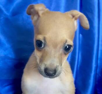 JUDE -  Chihuahua Dog for Adoption in Rowland Heights, California - JUDE | PetCurious
