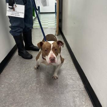 Mixed Breed Dogs Available for Adoption in Philadelphia, Pennsylvania - Mia Monopoly | PetCurious