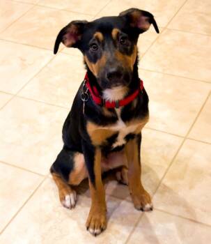Rescue Mixed Breed Dogs for Adoption in Minneapolis, Minnesota - Maverick | PetCurious
