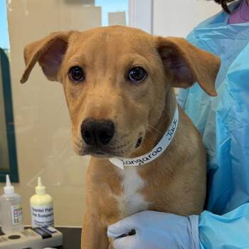 Kangaroo Jack -  Pit Bull Terrier and Labrador Retriever Dog for Adoption in Nashville, Tennessee - Kangaroo Jack | PetCurious