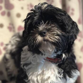 Stormy -  Shih Tzu and Mixed Breed Dog for Adoption in Poinciana, Florida - Stormy | PetCurious