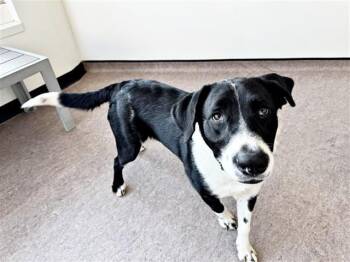 Labrador Retriever Dogs Available for Adoption - SABASTIAN | PetCurious