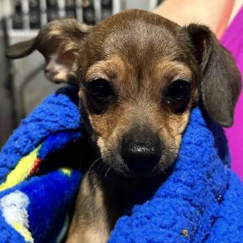 Rescue Miniature Pinscher Dogs for Adoption in San Diego, California - Eddy | PetCurious