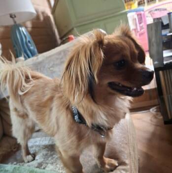 Pomeranian and Chihuahua Dogs Available for Adoption in Tucson, Arizona - Leo | PetCurious
