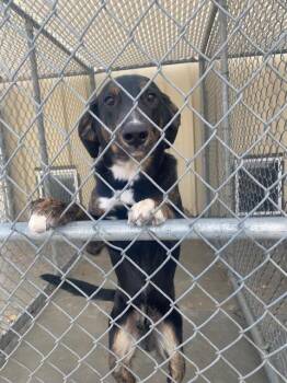 Shepherd and Mixed Breed Dogs Available for Adoption in Rock Springs, Wyoming - Ripley (Champ) | PetCurious