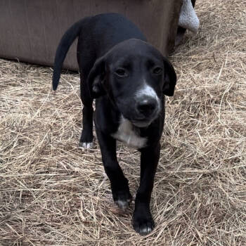 Rescue Black Mouth Cur Dogs for Adoption in Jena, Louisiana - Gia | PetCurious