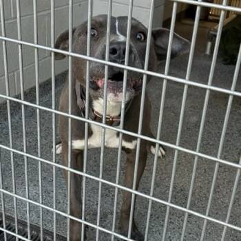 Rescue Mixed Breed Dogs for Adoption in Jeffersonville, Indiana - Rivera | PetCurious