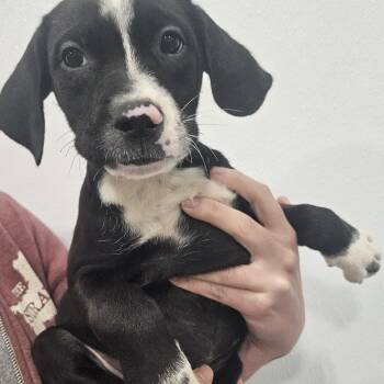 Davin -  Labrador Retriever Dog for Adoption in Kalamazoo, Michigan - Davin | PetCurious