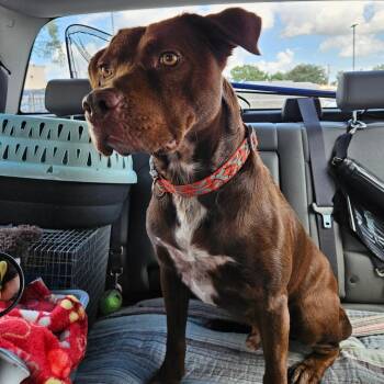 Willy RN -  Chocolate Labrador Retriever Dog for Adoption in Lake Jackson, Texas - Willy RN | PetCurious
