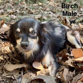 Face -  Chihuahua and Mixed Breed Dog for Adoption in Eureka Springs, Arkansas - Face | PetCurious