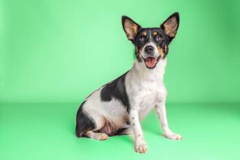 Paloma -  Rat Terrier Dog for Adoption in Wolcott, Connecticut - Paloma | PetCurious