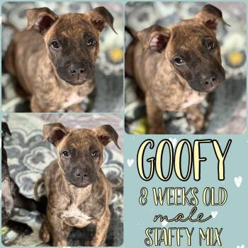 Rescue American Staffordshire Terrier Dogs for Adoption in Grantville, Pennsylvania - Goofy | PetCurious