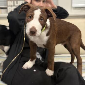 Hubie -  Australian Shepherd and Hound Dog for Adoption in Mahwah, New Jersey - Hubie | PetCurious