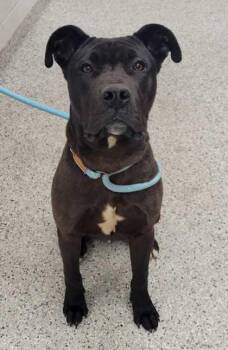 Pit Bull Terrier and Mixed Breed Dogs Available for Adoption in Kansas City, Missouri - Hanzo | PetCurious