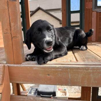 Border Collie and Golden Retriever Dogs Available for Adoption - Willow  | PetCurious
