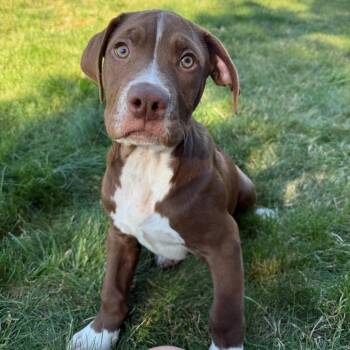 Holden -  Pit Bull Terrier and Mixed Breed Dog for Adoption in Newberg, Oregon - Holden | PetCurious