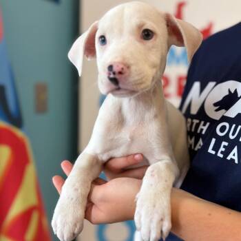Cinderella -  Mixed Breed Dog for Adoption in Morristown, Vermont - Cinderella | PetCurious