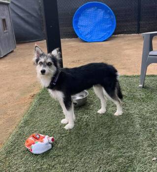 Terrier Dogs Available for Adoption - Rubi | PetCurious