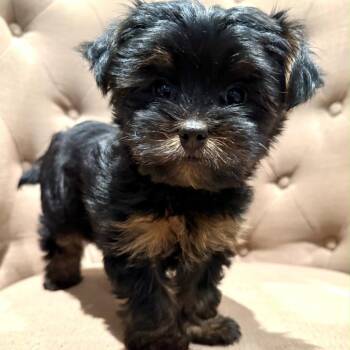 Essie -  Yorkshire Terrier Dog for Adoption in Houston, Texas - Essie | PetCurious