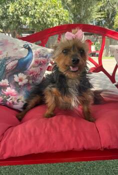 Reba -  Silky Terrier Dog for Adoption in Temecula, California - Reba | PetCurious