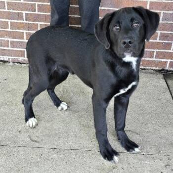 Labrador Retriever Dogs Available for Adoption in Waterloo, Iowa - Sangria | PetCurious