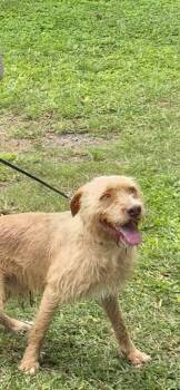 Rescue German Wirehaired Pointer and Standard Poodle Dogs for Adoption in Virginia Beach, Virginia - Simon | PetCurious