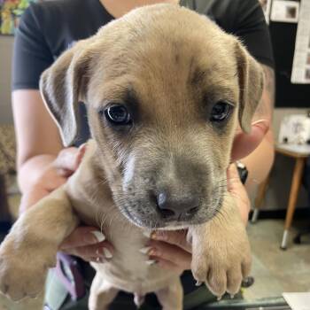 Mixed Breed Dogs Available for Adoption in Melrose, Florida - Teddy | PetCurious