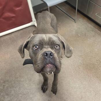 Blue -  Cane Corso Dog for Adoption in Chattanooga, Tennessee - Blue | PetCurious