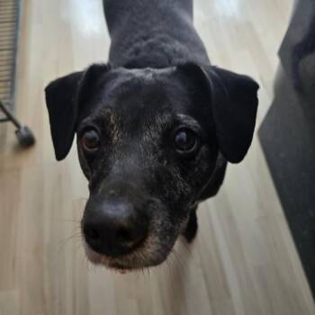 Beagle and Black Labrador Retriever Dogs Available for Adoption - Porter | PetCurious